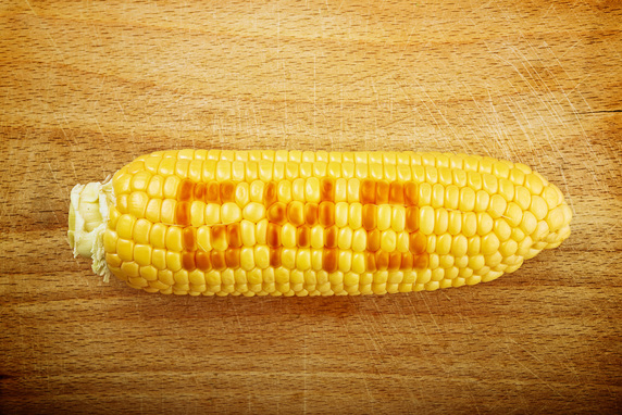 GMO Corn on the Cob